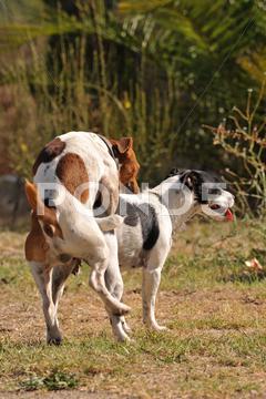 Two purebred jack russel terrier making love in a garden dog, sex, mating, jack russel terrier, animal, pet, love, purebred, pedigree, outdoor, two, dogs, canine, mating ritual, sexual activity, collar, cute, breeding
