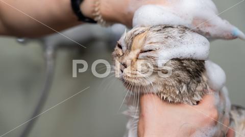 Woman shampooing a tabby gray cat in a grooming salon woman, shampoo, tabby, gray, cat, grooming, salon, wet, bathe, pet, purebred, shower, kitten, animal, bathroom, domestic, funny, care, bathtub, water, hair, face, furry, humor, fluffy, soap, clean, hygiene, adorable, angry, fierce, foam, cute, hairdo, kitty, pedigreed, professional, wash, tub, hand, laundered, unhappy, feline, frightened, mammal, soaked, haircut, coiffure, hairbrush