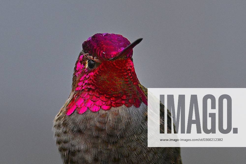Anna s Hummingbird (Calypte anna) Flashing Head Shot Pacific Grove US - ZUMAm225 20231120_zap_m225_004