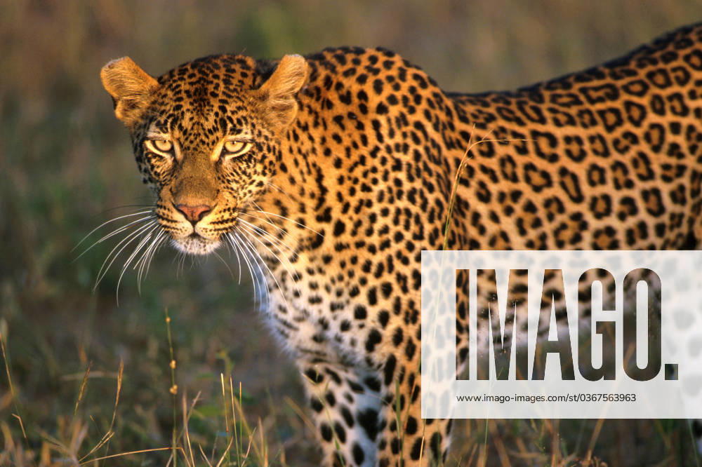 Africa, South Africa, Sabi Sabi, Sabi Sand, leopard, wildlife, cat, safari
