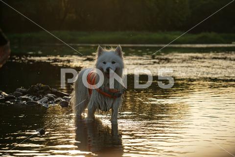 An adorable dog is pictured standing in the shallow water of a river at sunset, with the sun reflecting off of the water around them adorable adventure blissful calm dog explore glow innocence joy joyous nature orange outdoor peaceful playful reflection river scenic serene shallow silhouette summer sun sunlight sunset tranquil tranquility vibrant wanderlust warmth water yellow