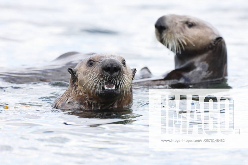 Sea Otter (Enhydra lutris) Vancouver Island, British Columbia, Canada Sea Otter (Enhydra lutris) Vancouver Island, British Columbia, Canada