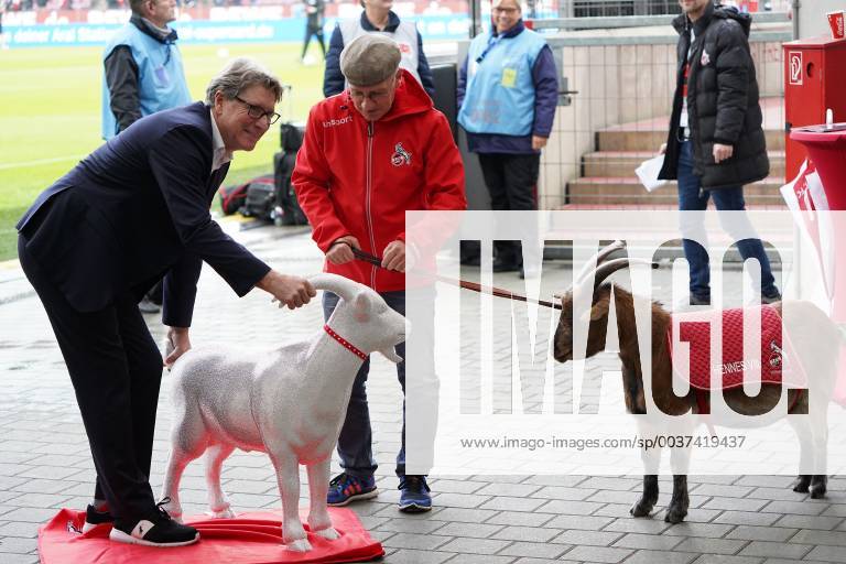 KW45 Fußball, 2. BL, 1. FC Köln, Toni Schumacher weiht Hennes Skulptur ein GER, 2. FBL, 1.FC Koeln vs. Dynamo Dresden 10.11.2018, RheinEnergieStadion, Koeln, GER, 2. FBL, 1.FC Koeln vs. Dynamo Dresden, DFL regulations prohibit any use of photographs as image sequences and or quasi-video im Bild picture shows: Toni Schumacher Vize Präsident Praesident (1.FC Koeln), weiht den neuen KUNST Hennes ein ein erstes Zusammentreffen mit den richtigen Hennes VIII