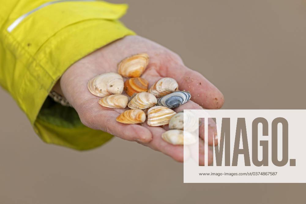 Am Strand gesammelte Muscheln, Hand, Westende, Middelkerke, Belgien, Europa