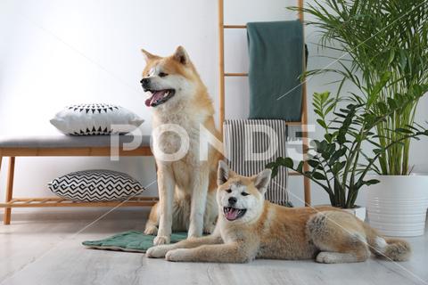 Cute Akita Inu dogs on rug in room with houseplants adorable akita animal background beautiful breed canine care companion cute decor decoration dedication design dog dogs domestic eyes face fresh friend funny furry green grow happy home house houseplant houseplants indoors interior inu japanese living lovely loyalty modern nature pedigree pet plant portrait posing pot purebred room rug zamioculcas