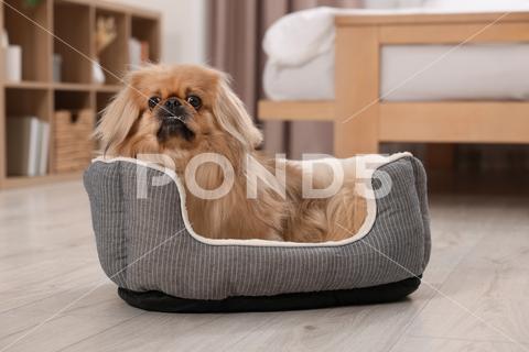 Cute Pekingese dog on pet bed in room adorable animal background beautiful bed breed canine chinese comfort comfortable companion cute dog doggie doggy fluffy friend fun funny fur furniture furry hair happy indoors interior little mammal nice pedigree pedigreed pekinese pekingese pet place pup puppy purebred room sleeping small soft