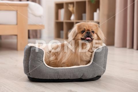 Cute Pekingese dog on pet bed in room adorable animal background beautiful bed breed canine chinese comfort comfortable companion cute dog doggie doggy fluffy friend fun funny fur furniture furry hair happy indoors interior little mammal nice pedigree pedigreed pekinese pekingese pet place pup puppy purebred room sleeping small soft