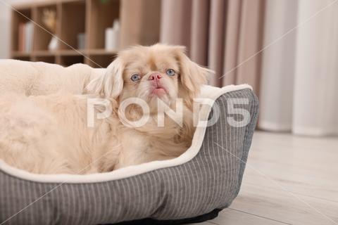 Cute Pekingese dog on pet bed in room adorable animal background beautiful bed breed canine chinese comfort comfortable companion cute dog doggie doggy fluffy friend fun funny fur furry hair happy indoors interior little mammal nice pedigree pedigreed pekinese pekingese pet place pup puppy purebred room sleeping small soft
