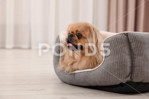 Cute Pekingese dog on pet bed in room adorable animal background beautiful bed breed canine chinese comfort comfortable companion copy cute dog doggie doggy fluffy friend fun funny fur furniture furry hair happy indoors interior little mammal nice pedigree pedigreed pekinese pekingese pet place pup puppy purebred room sleeping small soft space text window