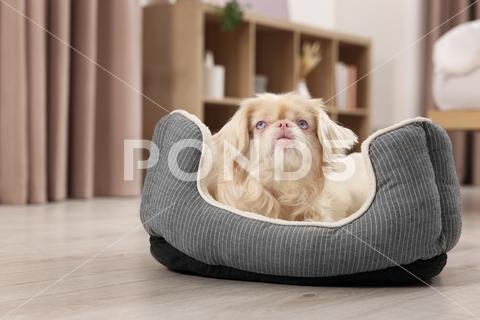 Cute Pekingese dog on pet bed in room adorable animal background beautiful bed breed canine chinese comfort comfortable companion copy cute dog doggie doggy fluffy friend fun funny fur furniture furry hair happy indoors interior little mammal nice pedigree pedigreed pekinese pekingese pet place pup puppy purebred room sleeping small soft space text