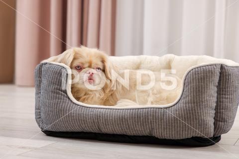 Cute Pekingese dog on pet bed in room adorable animal background beautiful bed breed canine chinese comfort comfortable companion cute dog doggie doggy fluffy friend fun funny fur furry hair happy indoors interior little mammal nice pedigree pedigreed pekinese pekingese pet place pup puppy purebred room sleeping small soft window