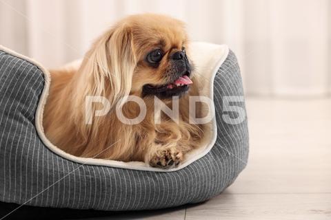 Cute Pekingese dog on pet bed in room adorable animal background beautiful bed breed canine chinese comfort comfortable companion copy cute dog doggie doggy fluffy friend fun funny fur furniture furry hair happy indoors interior little mammal nice pedigree pedigreed pekinese pekingese pet place pup puppy purebred room sleeping small soft space text window