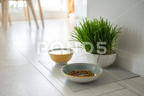 Bowls with cat food and water for pet on the floor at home. Dog fresh green grass in white bowl. Vitamins, feeding and pets care concept. cat food grass water bowl pet dog cat food dog food pet food sprouted oats home wheatgrass eat floor animal canine care cat-grass drink dry dry food grass enriched grass feed feline forage fresh full granules green growing healthy indoor kibble kitten kitty natural nourishment nutrition organic pellets petfood plate top view vitamin white