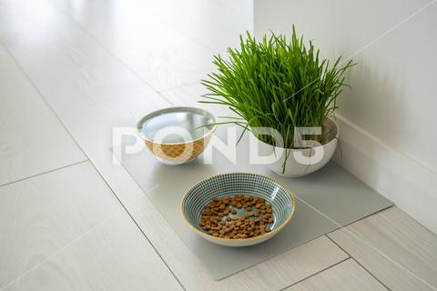 Bowls with cat food and water for pet on the floor at home. Dog fresh green grass in white bowl. Vitamins, feeding and pets care concept. cat grass food water pet food bowl dog sprouted oats cat food dog food wheatgrass home floor eat pet animal canine care cat-grass drink dry dry food grass enriched grass feed feline forage fresh full granules green growing healthy indoor kibble kitten kitty natural nourishment nutrition organic pellets petfood plate top view vitamin white
