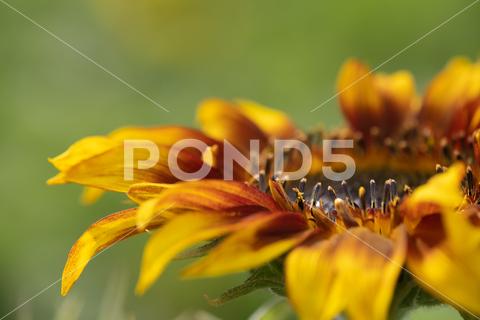 Detail of yellow, orange, and red sunflower in field. agriculture beautiful beauty blooming blossom bright circle color colorful field flora floral flower garden green harvest landscape natural nature orange petal plant red summer sun sunflower sunflowers sunlight sunny yellow nokesville virginia united states no people
