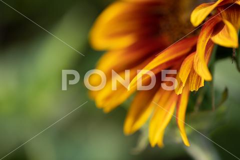 Detail of yellow, orange, and red sunflower in field. agriculture beautiful beauty blooming blossom bright circle color colorful field flora floral flower garden green harvest landscape natural nature orange petal plant red summer sun sunflower sunflowers sunlight sunny yellow nokesville virginia united states no people