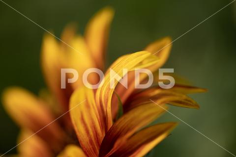 Detail of yellow, orange, and red sunflower in field. agriculture beautiful beauty blooming blossom bright circle color colorful field flora floral flower garden green harvest landscape natural nature orange petal plant red summer sun sunflower sunflowers sunlight sunny yellow nokesville virginia united states no people