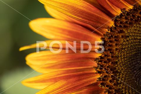 Detail of yellow, orange, and red sunflower in field. agriculture beautiful beauty blooming blossom bright circle color colorful field flora floral flower garden green harvest landscape natural nature orange petal plant red summer sun sunflower sunflowers sunlight sunny yellow nokesville virginia united states no people