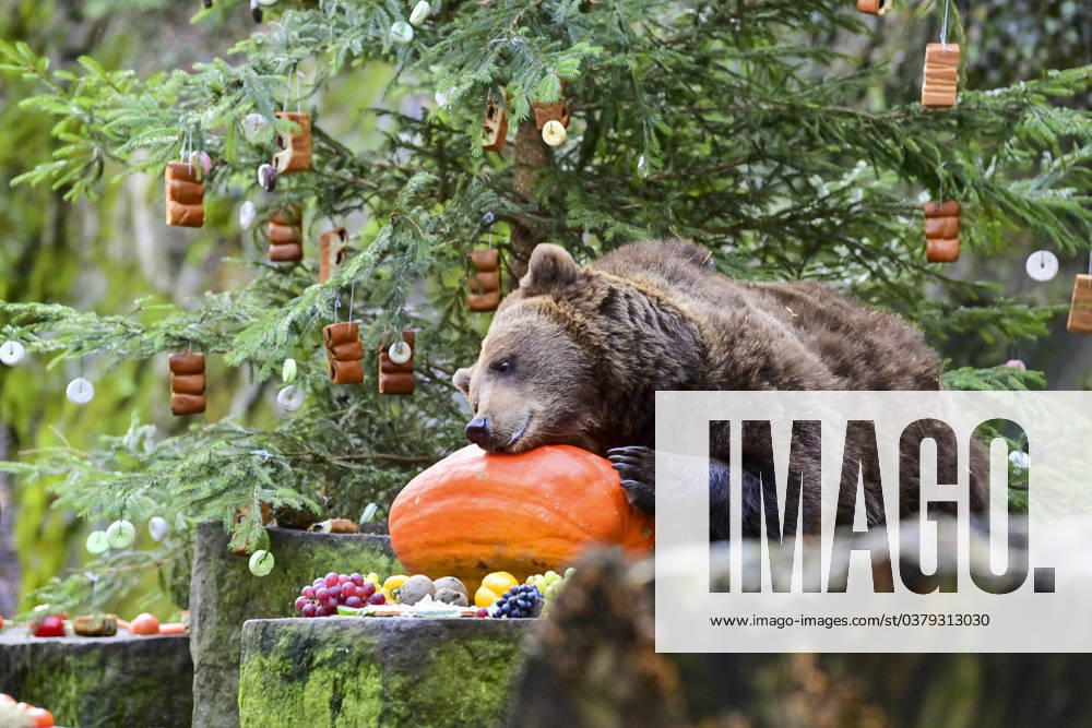 Traditional Bear Christmas took place at Medvedarium (bear enclosure) at Cesky Krumlov Castle and Chateau, Czech Republic, on December 24, 2023. In the moat where the three bears live, Jan Cerny, a bear breeder, and his friends prepared Christmas trees, which they decorated with various delicacies. They then put more food in other places in the enclosure. People could watch the oldest bear, Maria Theresa, and the younger ones, Vilem and Polyxena. For the second year, the Schwarzenberg Grenadier Guard of Honour supervised the Christmas feeding. (CTKxPhoto VaclavxPancer) CTKPhotoP2023122402792 CTKPhotoP2023122402792