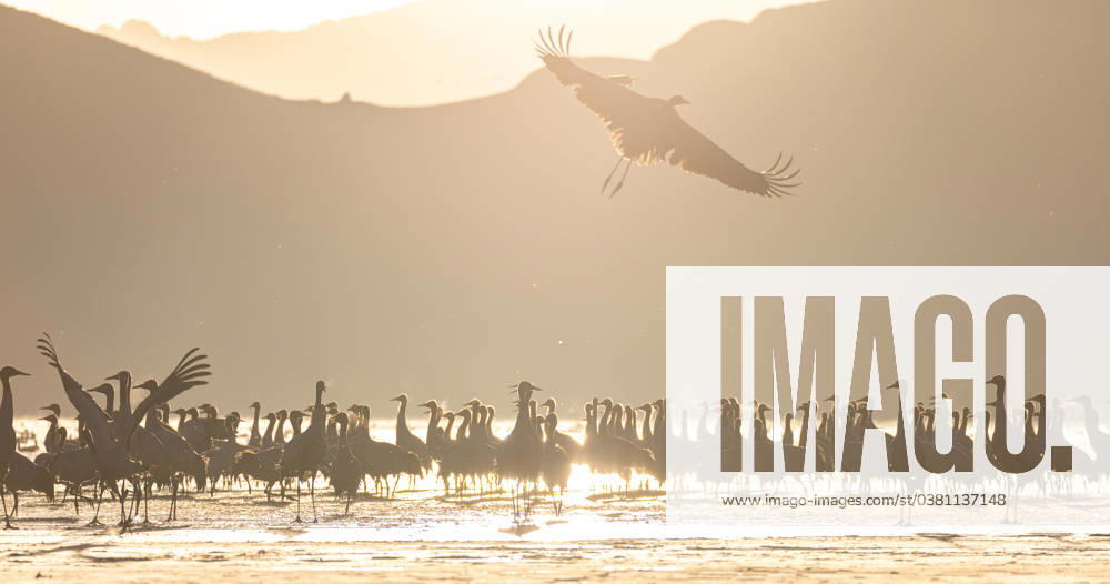 Bilder des Jahres 2023, Entertainment 12 Dezember Entertainment Themen der Woche KW52 (231230) -- LHASA, Dec. 30, 2023 -- This photo taken on Dec. 30, 2023 shows black-necked cranes at a reservoir in Lhunzhub County of Lhasa, southwest China s Xizang Autonomous Region. With the average altitude reaching around 4,200 meters, Lhunzhub County is one of the main habitats for black-necked cranes to spend winter. (Photo by Xinhua) CHINA-XIZANG-LHASA-BLACK-NECKED CRANES (CN) TenzinxNyida