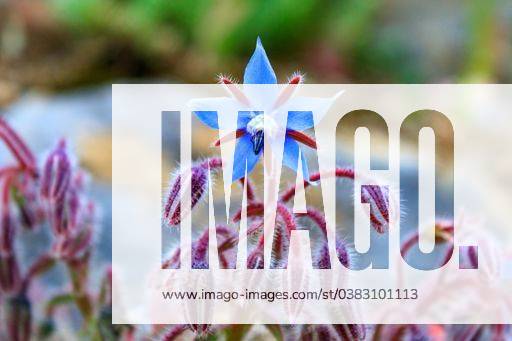 A soft focus of a blue Starflower or Borage (Borago officinalis) flowers and buds at a meadow 829769 RECORD DATE NOT STATED