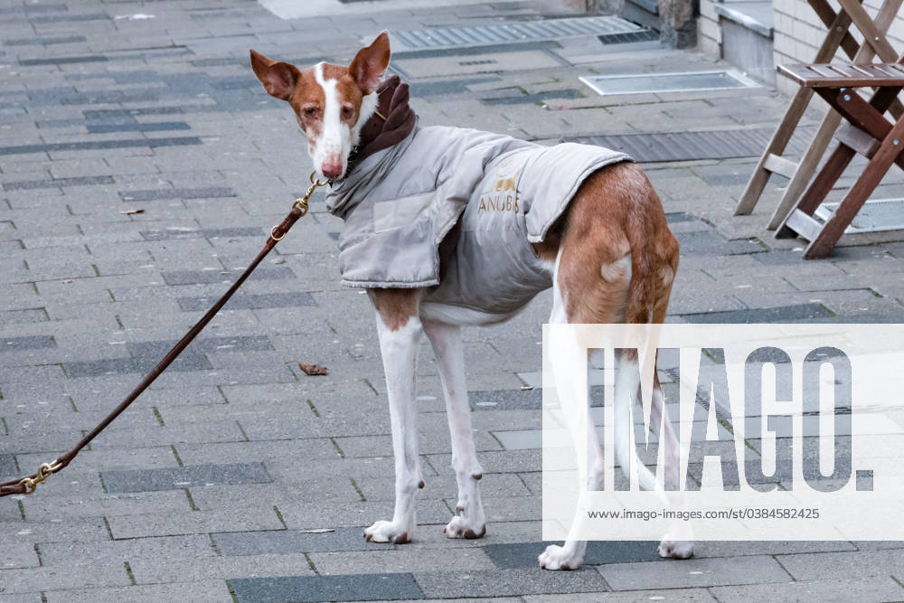 Düsseldorf 08.01.2024 Hund lange Leine Hundeleine gassi gehen gassigehen Windhund Schutzkleidung Kälteschutz Winterschutz Wintermantel Regenschutz Düsseldorf Nordrhein-Westfalen Deutschland
