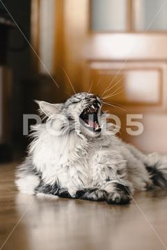 Domestic cat of the Maine Coon breed with closed eyes and opened mouth while laying on floor at home against blurred background cat pet rest apartment animal domestic kitty adorable cute mammal fur relax fluff feline comfort home flat tranquil whisker sweet friendly serene creature calm idyllic charming gray kitten loyal white interior obedient companion residential purebred carnivore innocent lonely blurred background maine coon breed indoors floor door laying closed eyes opened mouth teeth