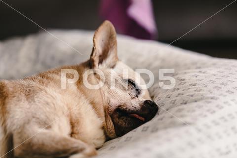 Crop dog with closed eyes sleeping on white sofa at home against blurred background pet lazy dog sleep tired peaceful relax animal serene purebred nap pedigree canine breed eyes closed quiet rest domestic mammal asleep creature puppy at home apartment companion loyal tranquil crop indoors laying bed blur chihuahua cute sofa white blurred background alone home comfort