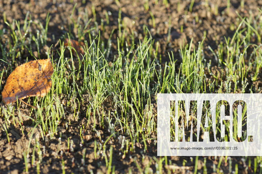 Rasen, Gras, Lawn, Grasses, mit Wassertropfen Rasengräser nach der Keimung