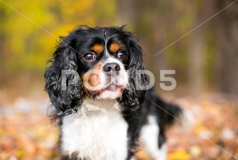 A purebred tricolor Cavalier King Charles Spaniel dog outdoors dog Cavalier King Charles Spaniel Spaniel tricolor purebred brachycephalic alert animal breed canine curly hair cute fluffy fur furry hair long-haired look looking looking to side outdoor outdoors pet pets small breed small dog
