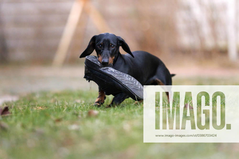 Ein Dackel hat einen Schuh geklaut und begonnen, das Leder zu zerkauen. Hunde sind aktive und intelligente Tiere, die nach geistiger und körperlicher Anregung suchen. Wenn sie nicht genug Beschäftigung und Abwechslung haben, suchen sie nach alternativen Möglichkeiten, ihre Energie loszuwerden. (Themenbild, Symbolbild) Frechen, 11.01.2024 NRW Deutschland