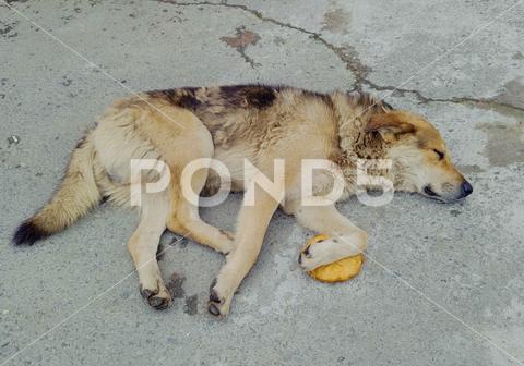 Mongrel dog lies on sidewalk, clutching bun with his paw. Mutt sleeps on asphalt near belyash. Passers on street threw a fried meat pie to dog. Big beautiful fluffy stray dog. High quality photo outdoor mongrel sleep rest asphalt city white stray dog lie sidewalk street pie bun big beautiful fluffy homeless lonely sad loneliness sadness help feed care tramp ears paw tail wool tangle animal abandoned adult large portrait gray brown cute spotted head nose fatigue tired waiting wild hunger hold squeeze food