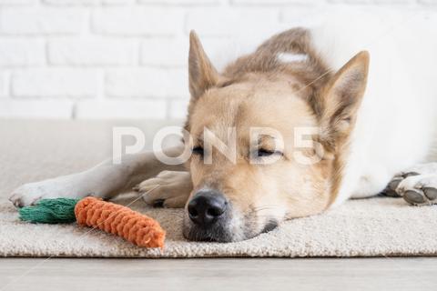 Adorable dog sleeping on the rug next to the favorite carrot toy animal dog pet brown toy canine cute sleep puppy rug carrot breed funny domestic young adorable background play happy pedigree doggy fun playful purebred mammal friend home small playing indoors portrait white game indoor head color care colorful face closeup sweet joy fluffy fur friendly beautiful isolated one favorite mixed breed