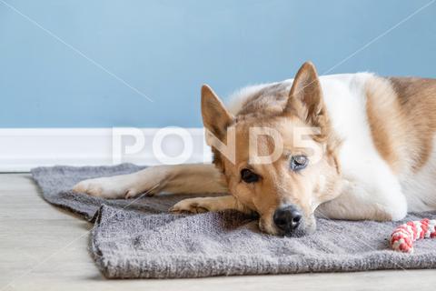 Adorable dog sleeping on the rug next to the favorite carrot toy animal dog pet brown toy canine cute sleep puppy rug carrot breed funny domestic young adorable background play happy pedigree doggy fun playful purebred mammal friend home small playing indoors portrait white game indoor head color care face closeup sweet joy fluffy fur friendly beautiful isolated one favorite mixed breed copy space