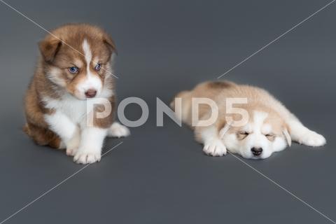 Two one-month-old husky puppies on a gray background, a brown husky sits and looks, a beige husky sleeps blue eyes breed portrait mammal cute adorable dog animal background puppy pet white domestic happy husky face canine purebred young looking lying doggy friend beautiful pretty funny december beige fawn wolf gray brown sleep