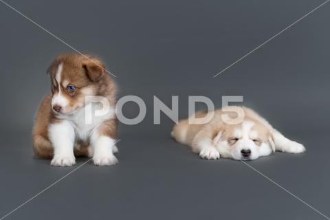 Two one-month-old husky puppies on a gray background, a brown husky sits and looks, a beige husky sleeps blue eyes breed portrait mammal cute adorable dog animal background puppy pet white domestic happy husky face canine purebred young looking lying doggy friend beautiful pretty funny december beige fawn wolf gray brown sleep