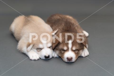 Two one-month-old husky puppies on a gray background, a brown husky and beige husky sleep, close up blue eyes breed portrait mammal cute adorable dog animal background puppy pet white domestic happy husky face canine purebred young looking lying doggy friend beautiful pretty funny december beige fawn wolf gray brown sleep