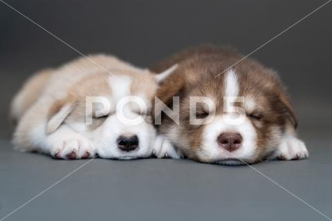 Two one-month-old husky puppies on a gray background, a brown husky and beige husky sleep, close up blue eyes breed portrait mammal cute adorable dog animal background puppy pet white domestic happy husky face canine purebred young looking lying doggy friend beautiful pretty funny december beige fawn wolf gray brown sleep