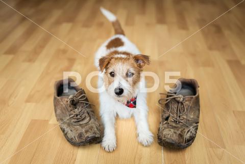 Active cute small dog waiting for walk with shoes at home. Puppy training. puppy shoes active walk training dog small waiting cute home pet naughty funny happy shoe looking jack russell terrier obedience obedient playful animal background chew owner walking dog walking foot boot jack russell dog and shoes dog and boot