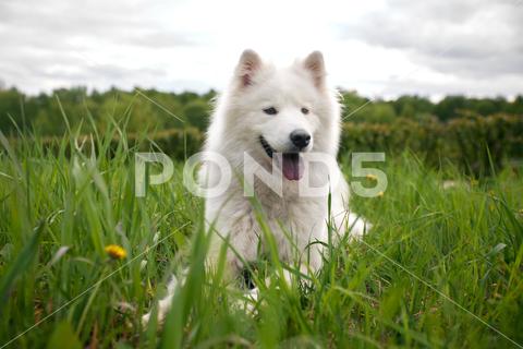 A fluffy white dog of the Samoyed breed lies on a green lawn among grass and flowers. A dog is a pet, friend and companion of a person samoyed dog cute white breed domestic nature purebred animal pet beautiful young park canine green happy grass funny outside puppy portrait outdoor pedigree adorable hair background outdoors face fluffy walk companion samoyed dog furry play big doggy fur obedient mammal friendly laugh lovely agitate heather fun beauty pretty tail forest