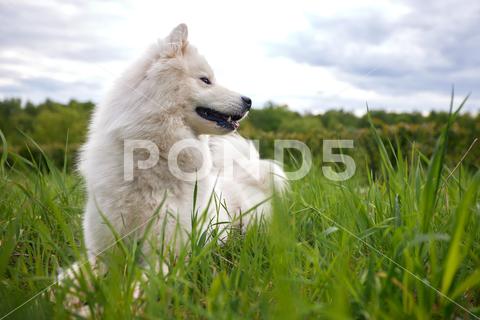 A fluffy white dog of the Samoyed breed lies on a green lawn among grass and flowers. A dog is a pet, friend and companion of a person samoyed dog cute white breed domestic nature purebred animal pet beautiful young park canine green happy grass funny outside puppy portrait outdoor pedigree adorable hair background outdoors face fluffy obedient fun beauty furry fur mammal walk pretty doggy forest play big heather companion lovely friendly samoyed dog agitate tail laugh