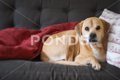 Dog laying on gray couch. animal bright brown canine couch cozy dog domestic eyes fur home horizontal indoor isolated labrador light no people pet pets portrait rest resting rug sleeing sleep sofa terrier white washington district of columbia united states