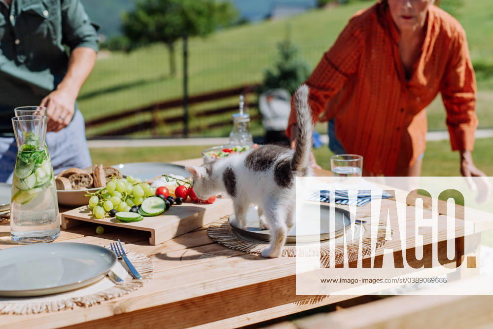 Cat smelling food at family grill party. Cat smelling food at family bbq party. model released