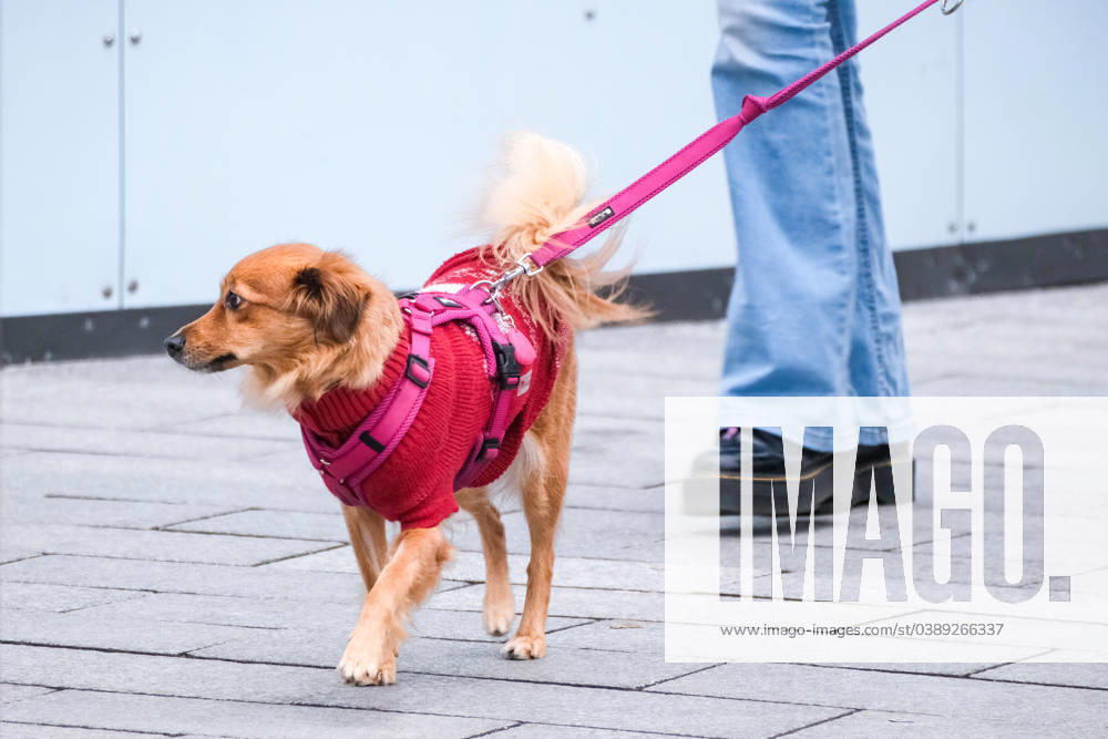 Düsseldorf 17.01.2024 Hund gassi gehen Gassigehen lange Leine Hundeleine spazieren gehen Gassi-Gesetz Gassigesetz Hundehalter Tierschutz-Hundeverordnung Mischling Schutzkleidung Kälteschutz Winterschutz Wintermantel Regenschutz Düsseldorf Nordrhein-Westfalen Deutschland