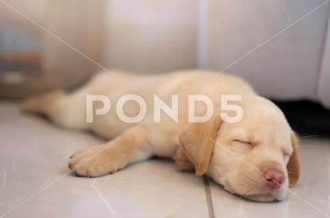 Funny sleeping labrador cubon home floor close up view resting playful lying friend brown dreaming purebred sleep fur sweet beige laying dog animal puppy labrador pet floor cute young background portrait beautiful relaxation comfortable doggy dreamlike pedigree room comfort living living room copy space friendship closeup sleeping