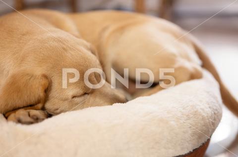 Clean labrador dog puppy sleeping on soft cushion close up view lab portrait sleep one golden breed sleepy friend sleeping sleeping bag pillow dog animal labrador pet cute adorable puppy canine domestic pedigree doggy background furry cosiness nap friendly bed lying dream yellow fur closeup pup pedigreed cream