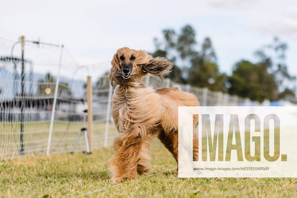 Happy Afghan Hound running lure course dog sport in wind Tucson, Arizona, United States R_DMQG240118I-1312804-01