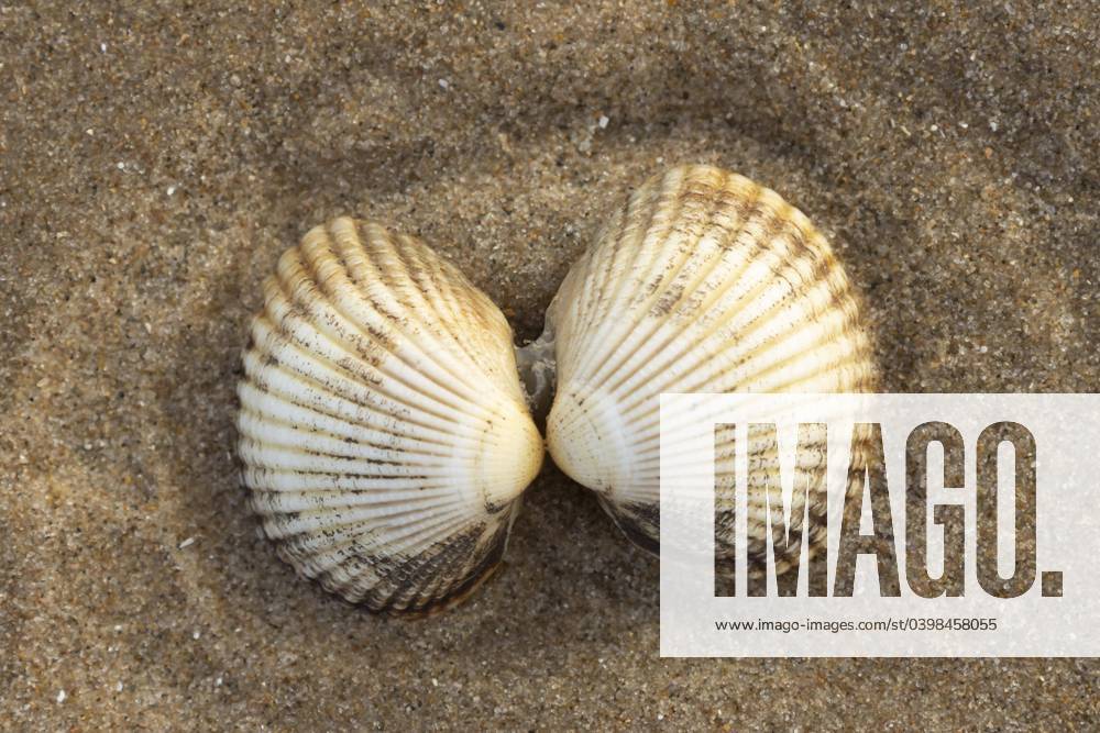 Herzmuschel, ein Paar an einem Sandstrand, Norfolk, England, Großbritannien, Europa