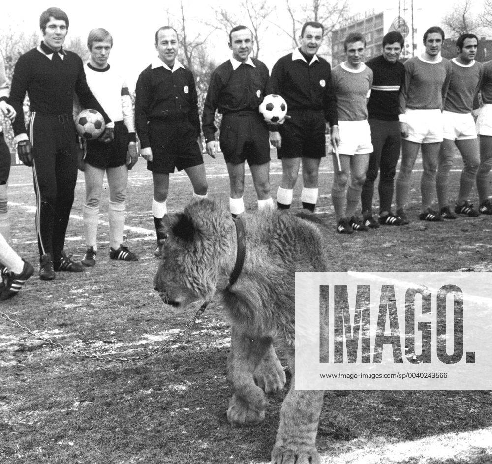 Schalke 04 - Borussia Dortmund 31.1.1970 Zum Rueckspiel nach dem Hundebiss in Dortmund gegen Rausch (S04) brachten die Schalker diesen Loewen mit ins Stadion.
