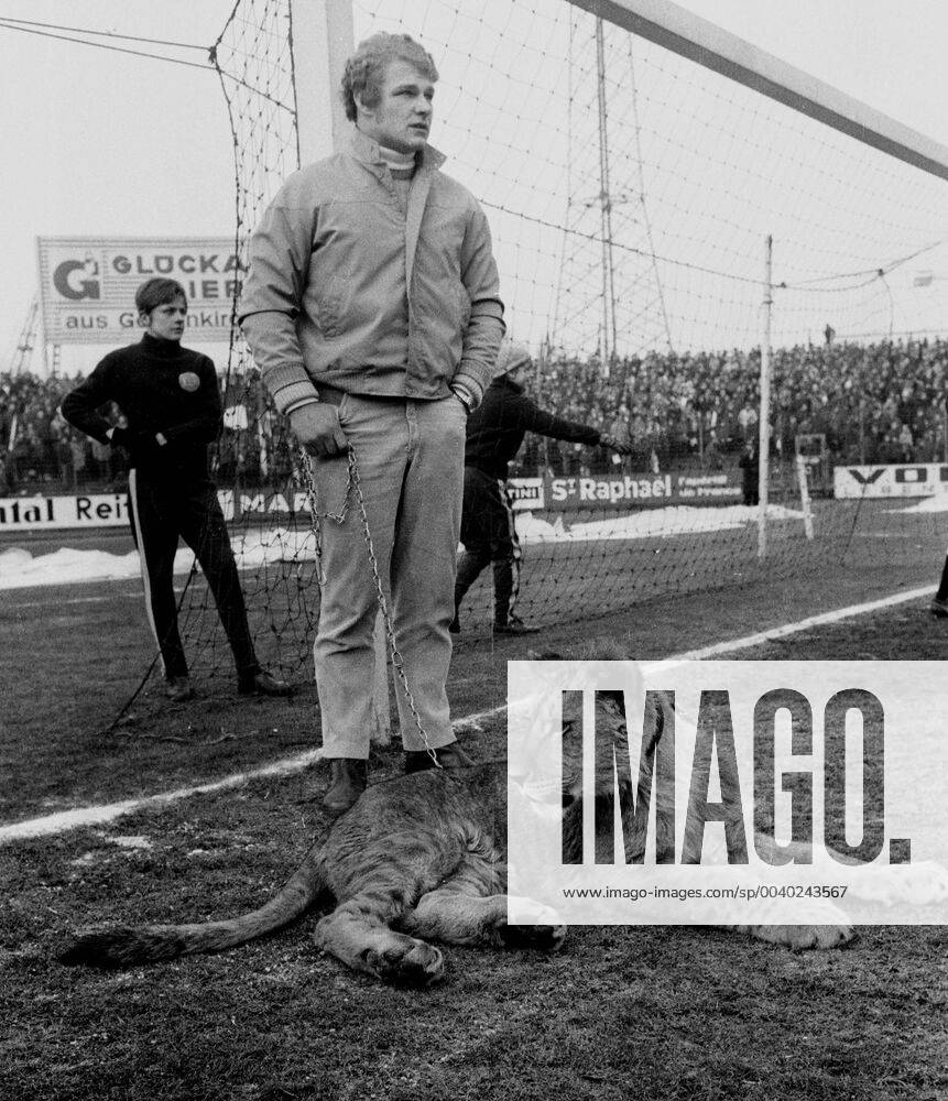 Schalke 04 - Bor. Dortmund 31.1.1970. Ein echter Löwe als seltener Besuch in der Schalker Glückauf-Kampfbahn.
